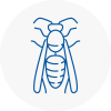 Tayport Wasp Nest Removal